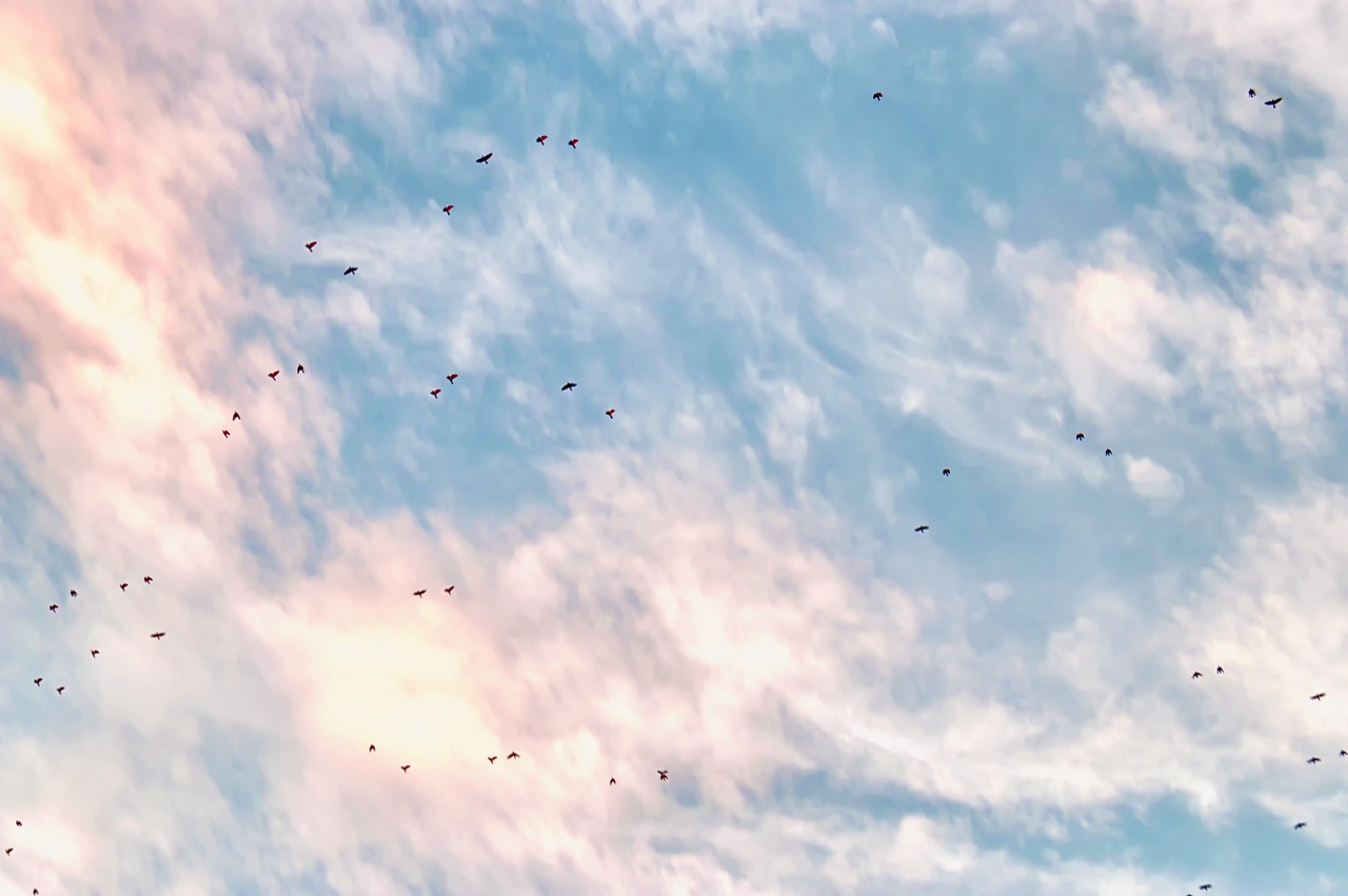 clouds, darling, migration, nature, birds migrating, immigration